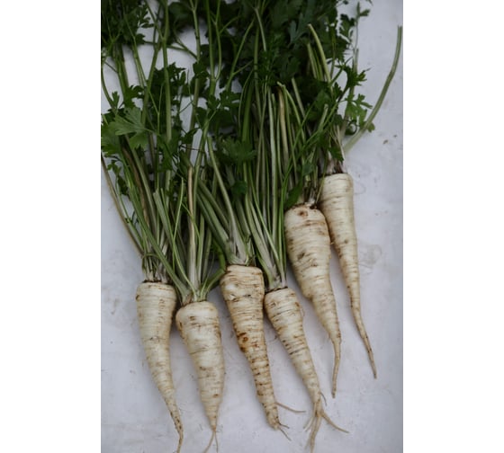 Петровна семена петрушки корневой 10 г ЭС мини ELITE PLANT-BREEDING & SEED PRODUCTION Co. 1026995269