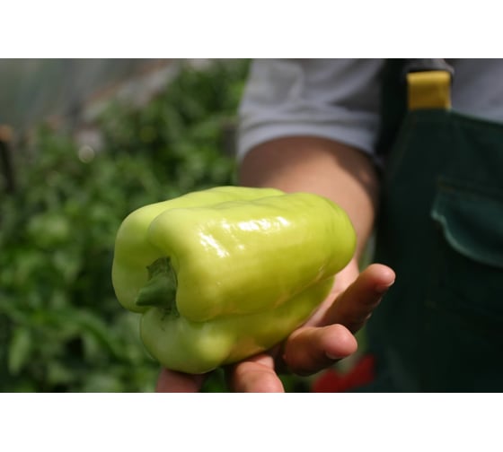 Самсон F1 семена перца сладкого 20 шт ЭС мини ELITE PLANT-BREEDING & SEED PRODUCTION Co. 1026995301