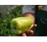 Самсон F1 семена перца сладкого 20 шт ЭС мини ELITE PLANT-BREEDING & SEED PRODUCTION Co. 1026995301 2