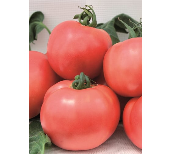 Турмалин семена томата 10 г ЭС мини ELITE PLANT-BREEDING & SEED PRODUCTION Co. 1026995232
