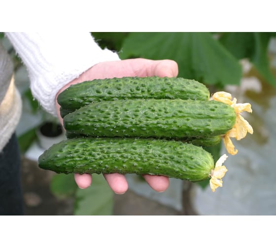 Раис F1 семена огурца 500 шт ЭС мини ELITE PLANT-BREEDING & SEED PRODUCTION Co. 1071860295