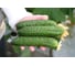 Раис F1 семена огурца 500 шт ЭС мини ELITE PLANT-BREEDING & SEED PRODUCTION Co. 1071860295 2