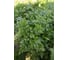 Тайга семена петрушки 50 г ЭС мини ELITE PLANT-BREEDING & SEED PRODUCTION Co. 1071862902 3