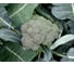 Серфинг F1 семена капусты брокколи 50 шт ЭС мини ELITE PLANT-BREEDING & SEED PRODUCTION Co. 1999943401 2