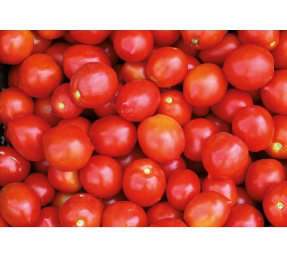 Роксет семена томата 10 г ЭС мини ELITE PLANT-BREEDING & SEED PRODUCTION Co. 1026995246