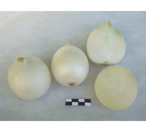 Неман семена лука репчатого белого 20 г ЭС мини ELITE PLANT-BREEDING & SEED PRODUCTION Co. 1999945048