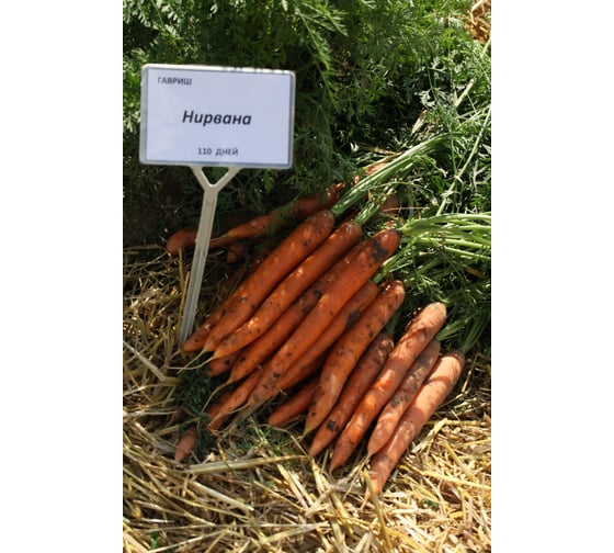 Нирвана F1 семена моркови нантской 50 г ЭС ELITE PLANT-BREEDING & SEED PRODUCTION Co. 1999947952