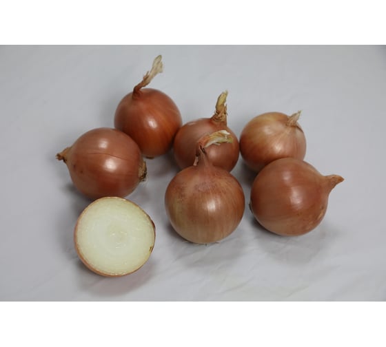 Октант F1 семена лука репчатого желтого 1000 г ЭС (банка) ELITE PLANT-BREEDING & SEED PRODUCTION Co. 10710932