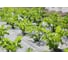 Потенциал семена сельдерея листового 10 г ЭС мини ELITE PLANT-BREEDING & SEED PRODUCTION Co. 1999947928 3
