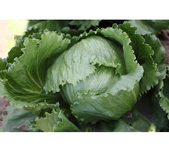 Патриций семена салата айсберг кочанного 20 г ЭС мини ELITE PLANT-BREEDING & SEED PRODUCTION Co. 1071860373