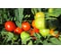 Премьера F1 семена томата 100 шт ЭС мини ELITE PLANT-BREEDING & SEED PRODUCTION Co. 1026993622 3
