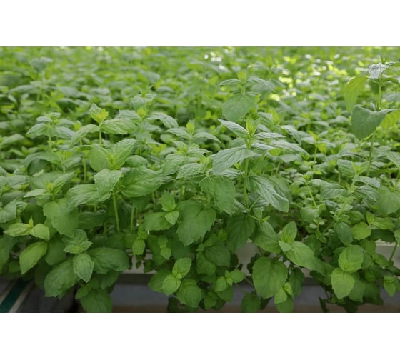 Тимол семена мяты овощной 10 г ЭС мини ELITE PLANT-BREEDING & SEED PRODUCTION Co. 1026995323