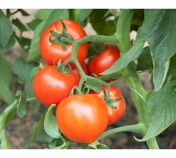 Рахат F1 семена томата 500 шт ЭС мини ELITE PLANT-BREEDING & SEED PRODUCTION Co. 1071860375