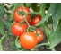 Рахат F1 семена томата 100 шт ЭС мини ELITE PLANT-BREEDING & SEED PRODUCTION Co. 1026997355 2