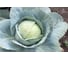 Тош F1 семена капусты белокочанной 500 шт ЭС мини ELITE PLANT-BREEDING & SEED PRODUCTION Co. 1026995333 2