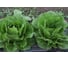Роджер семена салата романо 1900 шт ЭС мини ELITE PLANT-BREEDING & SEED PRODUCTION Co. 1999947937 2