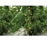 Смарт F1 семена огурца 20 шт ЭС мини ELITE PLANT-BREEDING & SEED PRODUCTION Co. 1070008163 2