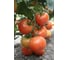 Мэри F1 семена томата 20 шт ЭС мини ELITE PLANT-BREEDING & SEED PRODUCTION Co. 1026998722 2