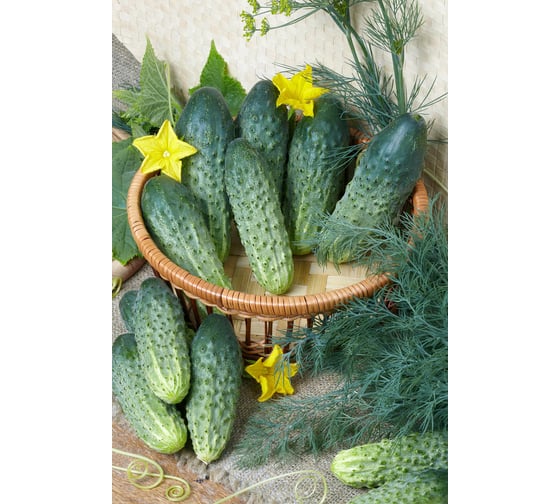 Мурашка F1 семена огурца 500 шт ЭС мини ELITE PLANT-BREEDING & SEED PRODUCTION Co. 1071860303