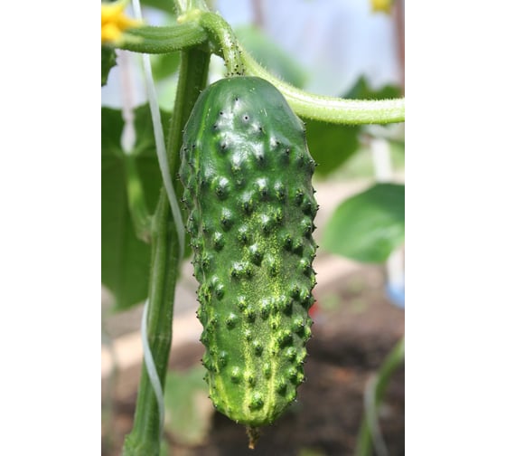 Мурашка F1 семена огурца 500 шт ЭС мини ELITE PLANT-BREEDING & SEED PRODUCTION Co. 1071860303