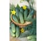 Мурашка F1 семена огурца 500 шт ЭС мини ELITE PLANT-BREEDING & SEED PRODUCTION Co. 1071860303 2
