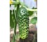 Мурашка F1 семена огурца 500 шт ЭС мини ELITE PLANT-BREEDING & SEED PRODUCTION Co. 1071860303 3