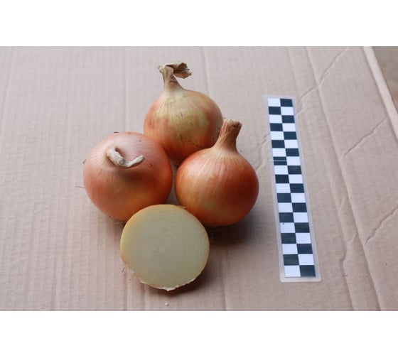 Навигатор семена лука репчатого желтого 50 г ЭС ELITE PLANT-BREEDING & SEED PRODUCTION Co. 1026995689