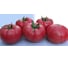 Розарио F1 семена томата 100 шт ЭС мини ELITE PLANT-BREEDING & SEED PRODUCTION Co. 1026993592 3