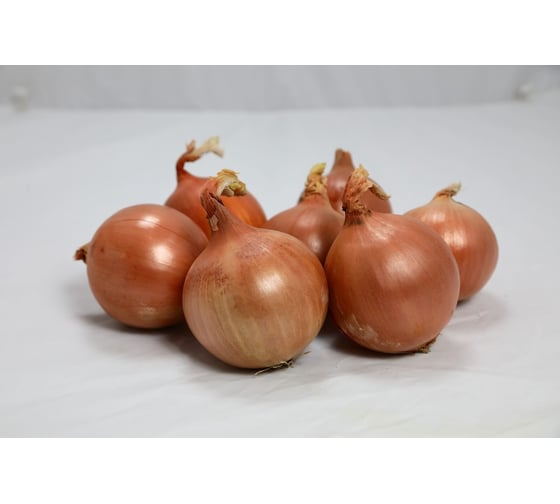 Октант F1 семена лука репчатого желтого 50 г ЭС ELITE PLANT-BREEDING & SEED PRODUCTION Co. 1070008328