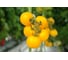 Фотон F1 семена томата 100 шт ЭС мини ELITE PLANT-BREEDING & SEED PRODUCTION Co. 1070009050 2