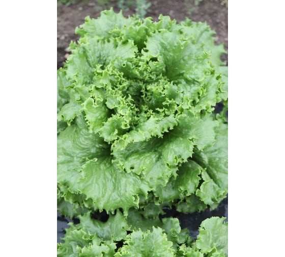 Орфей семена салата батавия темно-зеленого 1900 шт ЭС мини ELITE PLANT-BREEDING & SEED PRODUCTION Co. 1070009062