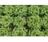 Орфей семена салата батавия темно-зеленого 20 г ЭС мини ELITE PLANT-BREEDING & SEED PRODUCTION Co. 1071860371 2
