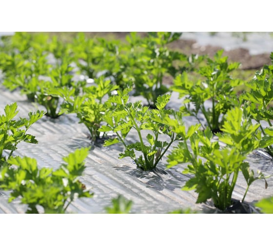 Потенциал семена сельдерея листового 50 г ЭС ELITE PLANT-BREEDING & SEED PRODUCTION Co. 1999947871