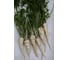 Петровна семена петрушки корневой 50 г ЭС ELITE PLANT-BREEDING & SEED PRODUCTION Co. 1026995424 2