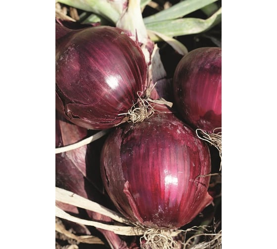 Прометей семена лука репчатого красного 1000 г ЭС (банка) ELITE PLANT-BREEDING & SEED PRODUCTION Co. 10710933