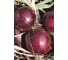 Прометей семена лука репчатого красного 1000 г ЭС (банка) ELITE PLANT-BREEDING & SEED PRODUCTION Co. 10710933 2