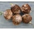 Стимул семена сельдерея корневого 10 г ЭС мини ELITE PLANT-BREEDING & SEED PRODUCTION Co. 1026995180 2