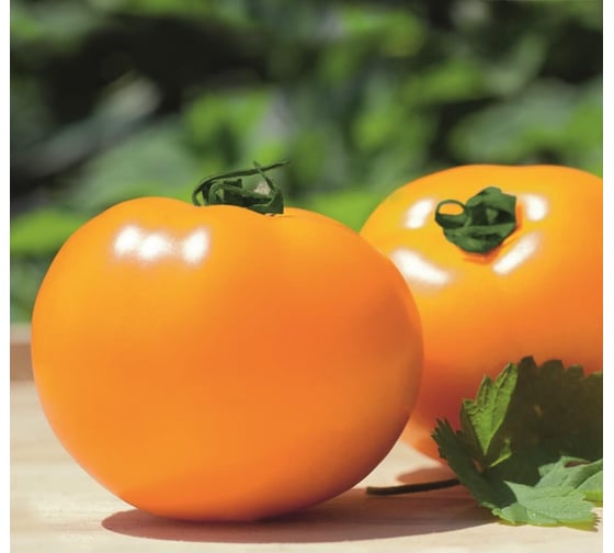 Сахара семена томата 100 шт ЭС мини ELITE PLANT-BREEDING & SEED PRODUCTION Co. 1026993628