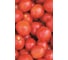 Роксет семена томата 50 г ЭС ELITE PLANT-BREEDING & SEED PRODUCTION Co. 1026995432 2