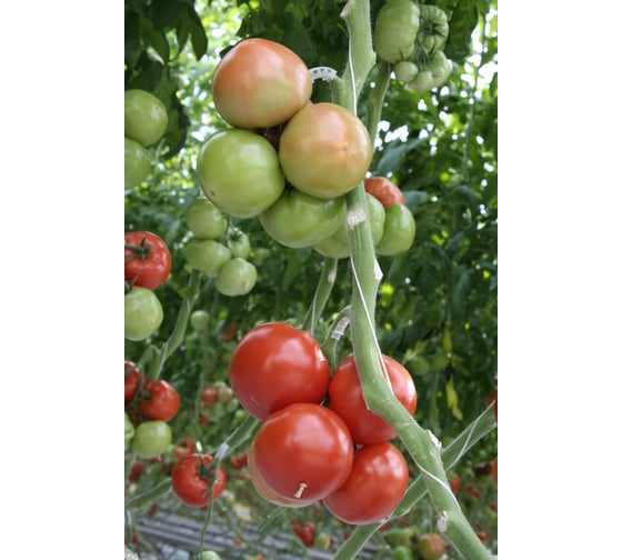 Таганрог F1 семена томата 100 шт ЭС мини ELITE PLANT-BREEDING & SEED PRODUCTION Co. 1026993574