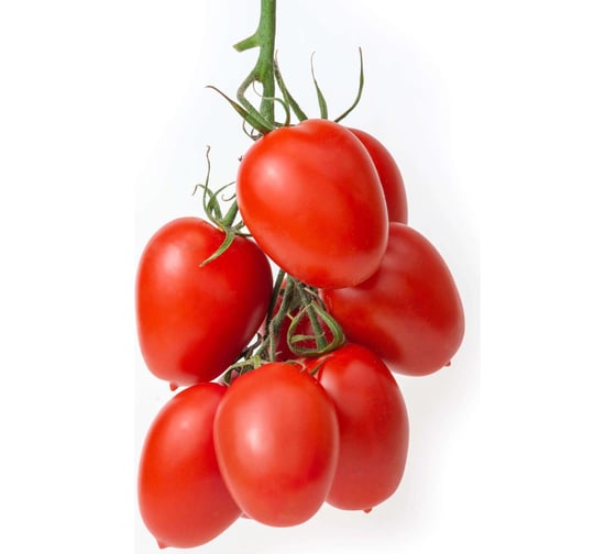 Универсал F1 семена томата 100 шт ЭС мини ELITE PLANT-BREEDING & SEED PRODUCTION Co. 10707844