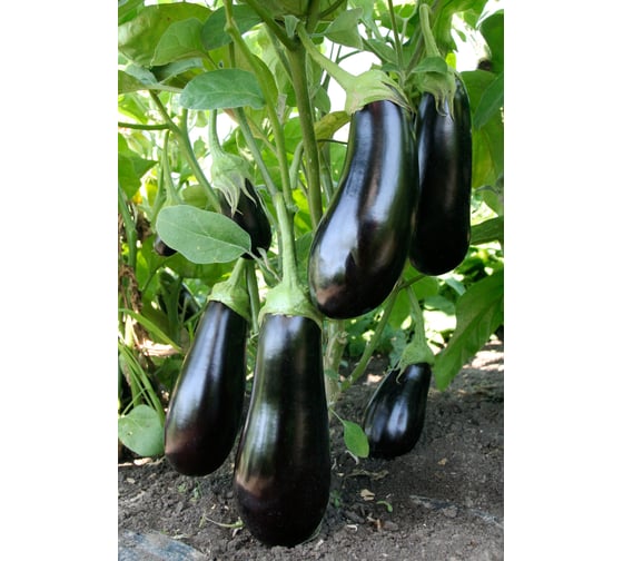 Синегал семена баклажана 50 шт ЭС мини ELITE PLANT-BREEDING & SEED PRODUCTION Co. 1026995347