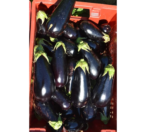 Синегал семена баклажана 50 шт ЭС мини ELITE PLANT-BREEDING & SEED PRODUCTION Co. 1026995347