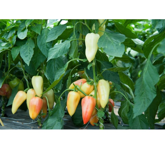 Фарон семена перца сладкого 10 г ЭС мини ELITE PLANT-BREEDING & SEED PRODUCTION Co. 1026995300