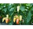 Фарон семена перца сладкого 10 г ЭС мини ELITE PLANT-BREEDING & SEED PRODUCTION Co. 1026995300 2