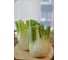 Феномен семена фенхеля 15 г ЭС мини ELITE PLANT-BREEDING & SEED PRODUCTION Co. 1999947943 3