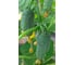 Степ F1 семена огурца 20 шт ЭС мини ELITE PLANT-BREEDING & SEED PRODUCTION Co. 1070008168 3