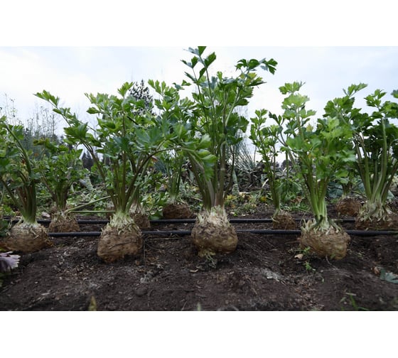 Стимул семена сельдерея корневого 50 г ЭС ELITE PLANT-BREEDING & SEED PRODUCTION Co. 1026995181