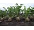 Стимул семена сельдерея корневого 50 г ЭС ELITE PLANT-BREEDING & SEED PRODUCTION Co. 1026995181 3