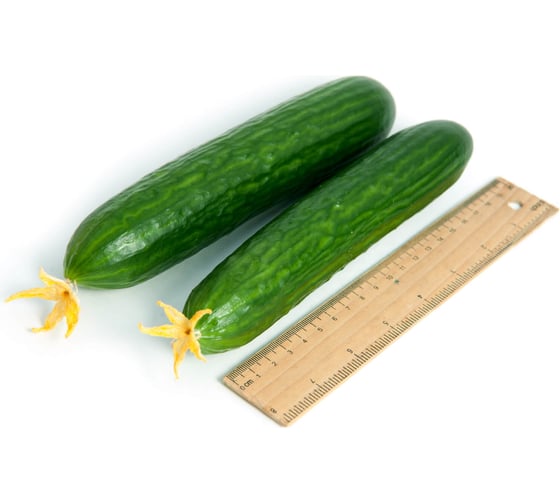 Танто F1 семена огурца 500 шт ЭС мини ELITE PLANT-BREEDING & SEED PRODUCTION Co. 1071860719
